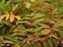 Rhus glabra